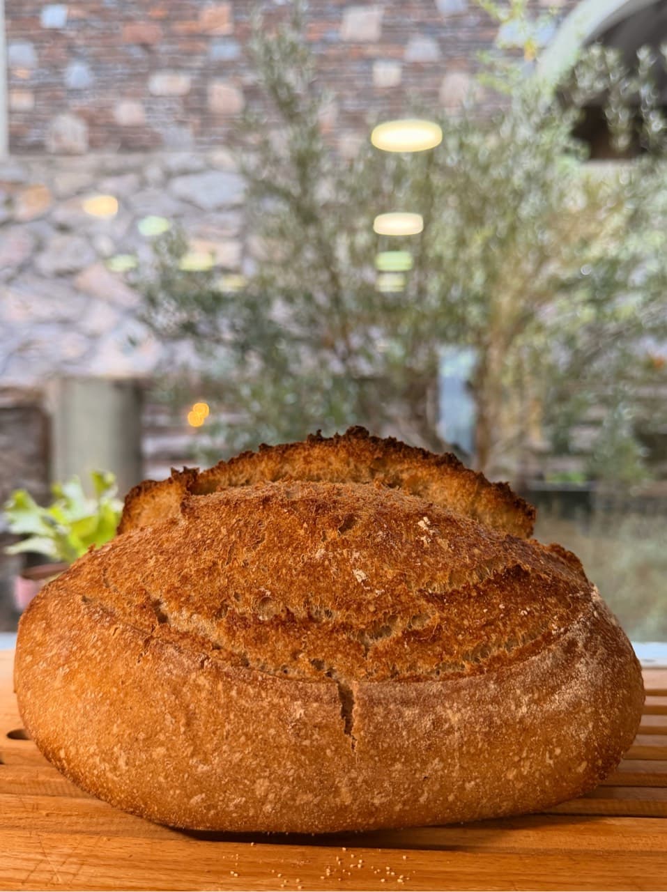 50% whole wheat sourdough
Really happy with this one: good oven spring, a nice (2/2)